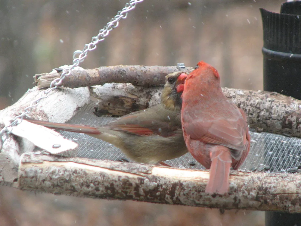 A male Northern Cardinal passing a seed to a female cardinal in the snow.