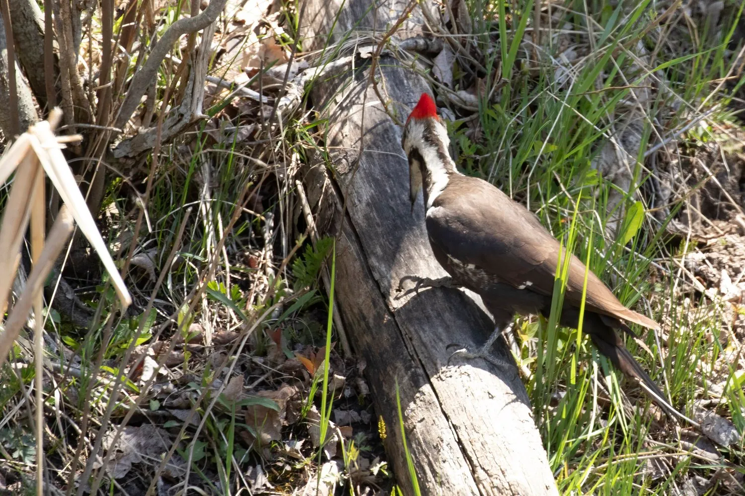A Pileated Woodpecker with a bright red crest foraging on a tree trunk.