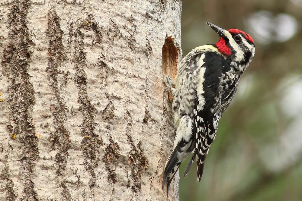 A Yellow-bellied Sapsucker at a hole it is excavating in a tree trunk.