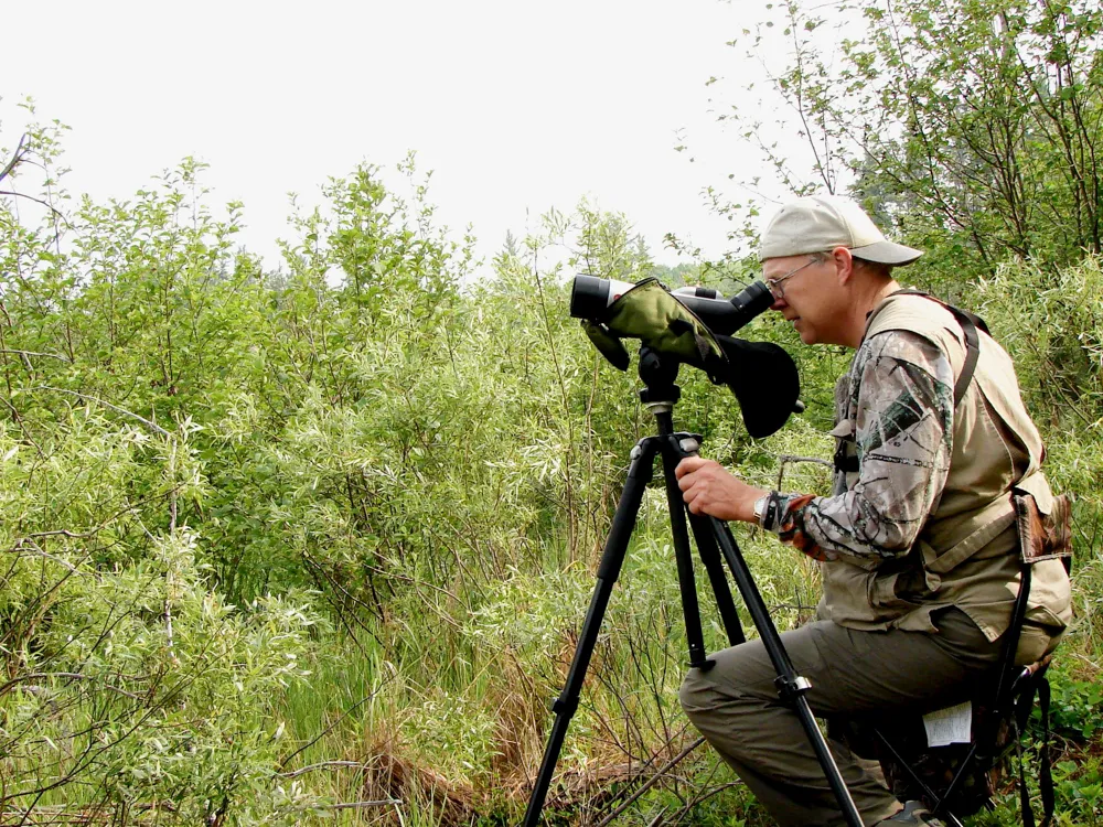 A birder standing in an overgrown swamp, watching for warblers.